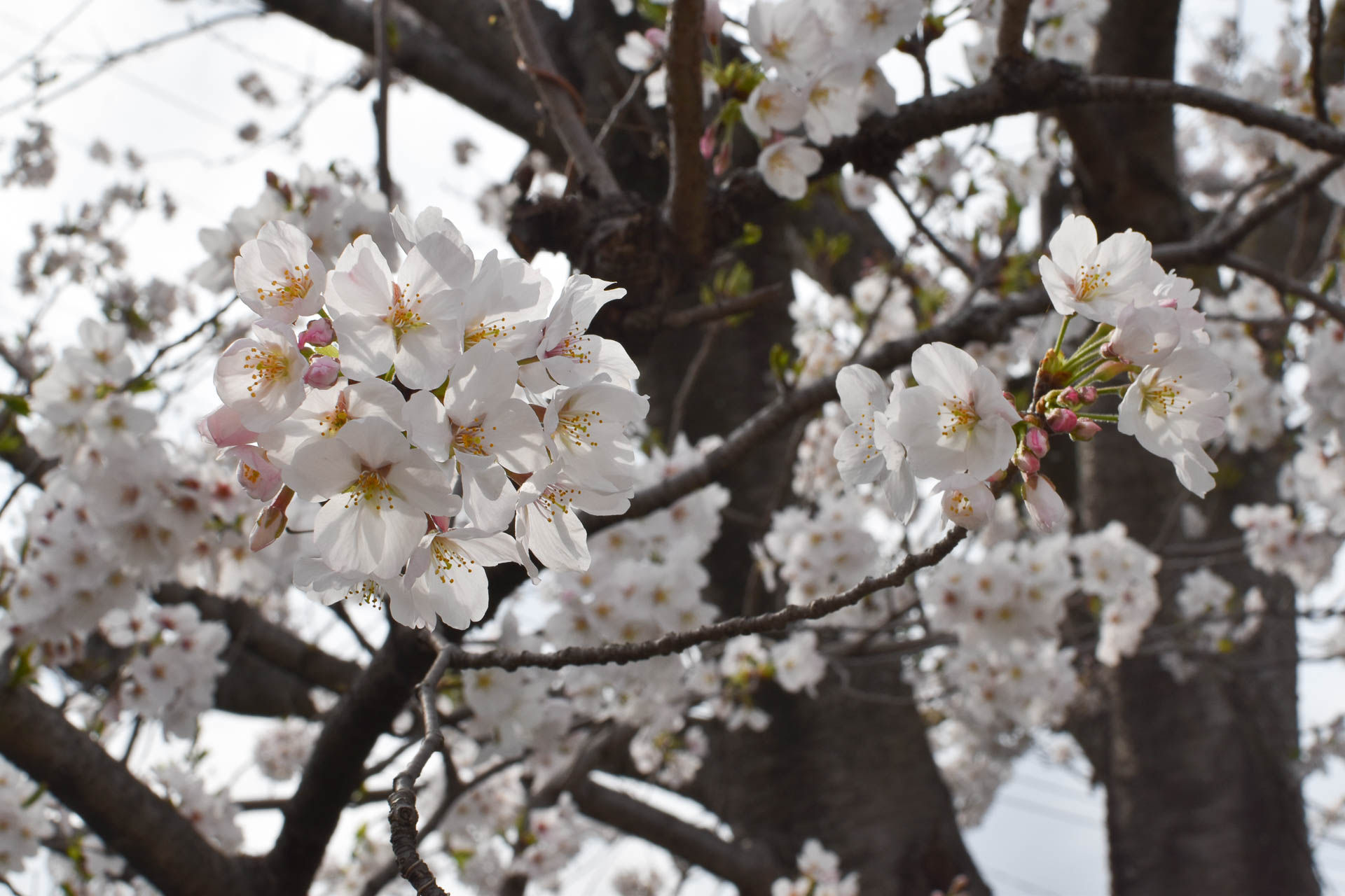 神奈川県開成町 開成駅前公園の桜