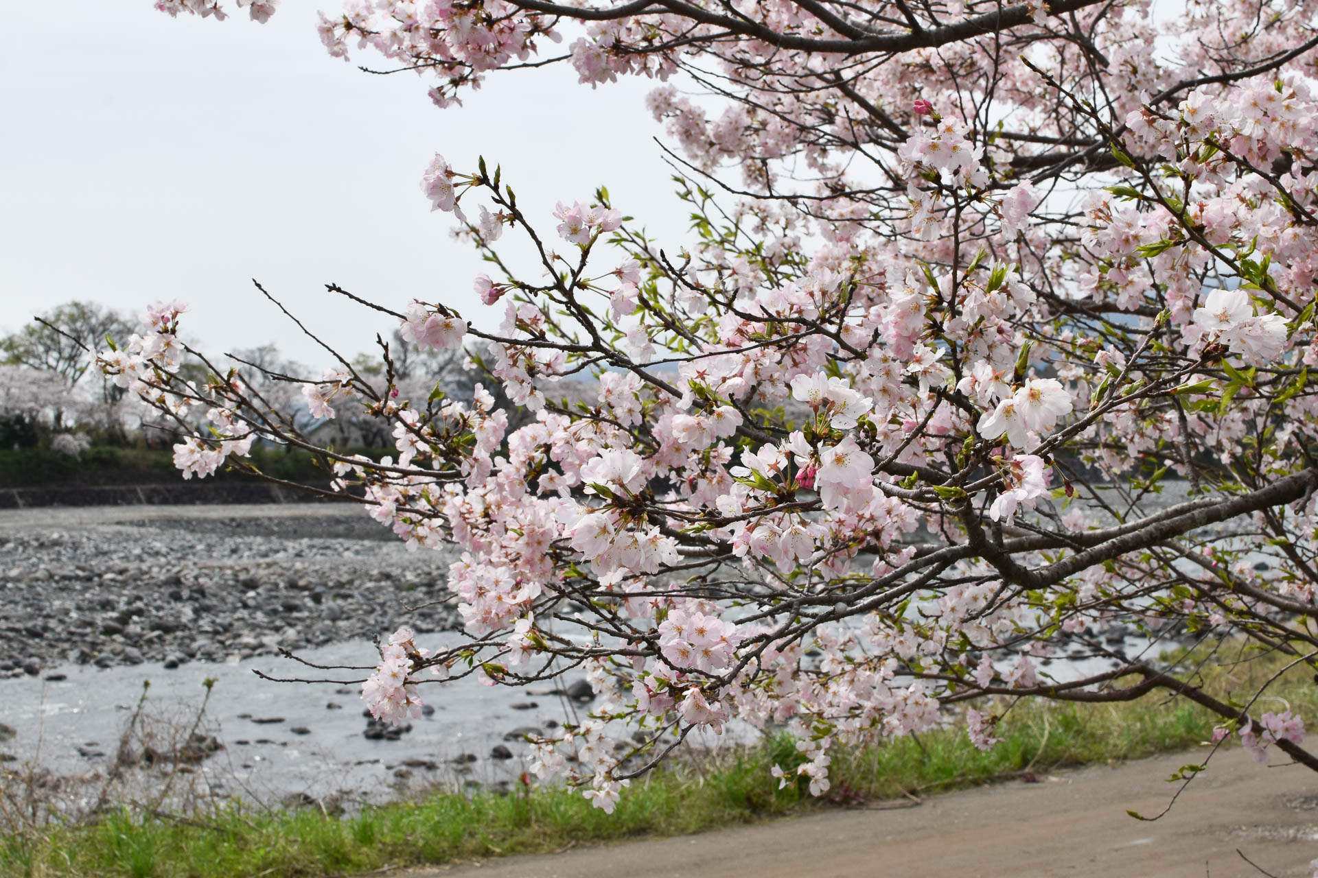 神奈川県山北町 ぐみの木近隣公園の桜