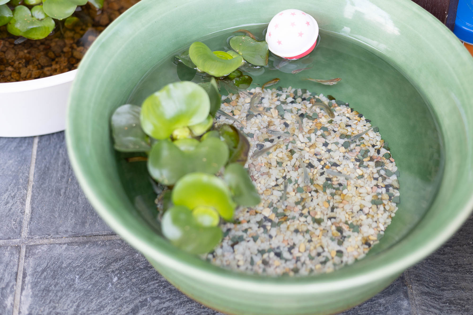 店頭にはめだか。酒匂川水系の生物として大切に育てられています