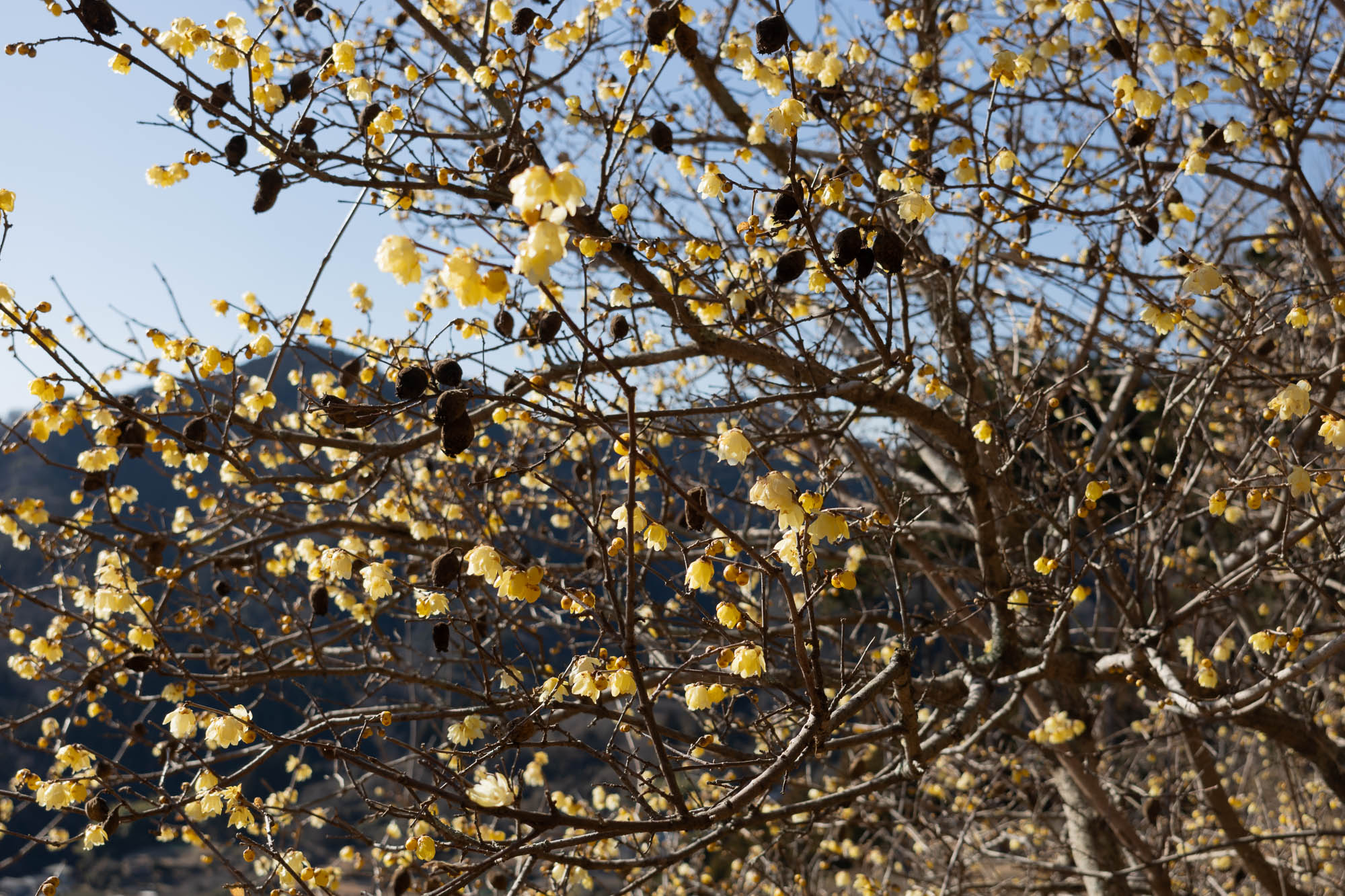 ロウバイまつり 神奈川県松田町 2026