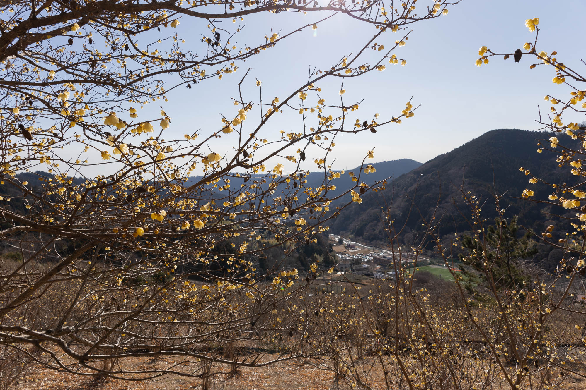 ロウバイまつり 松田町寄(やどりき)