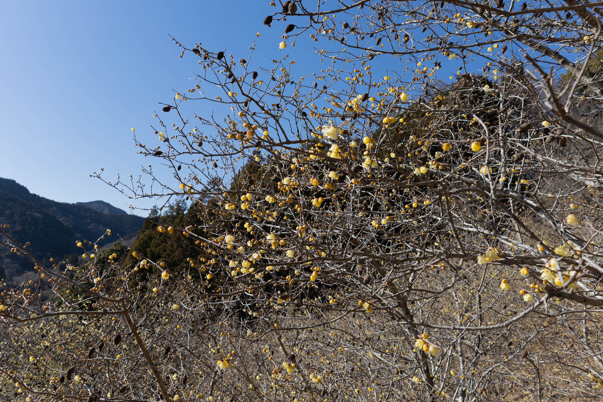 2026/2/1当時は6分咲きとのこと