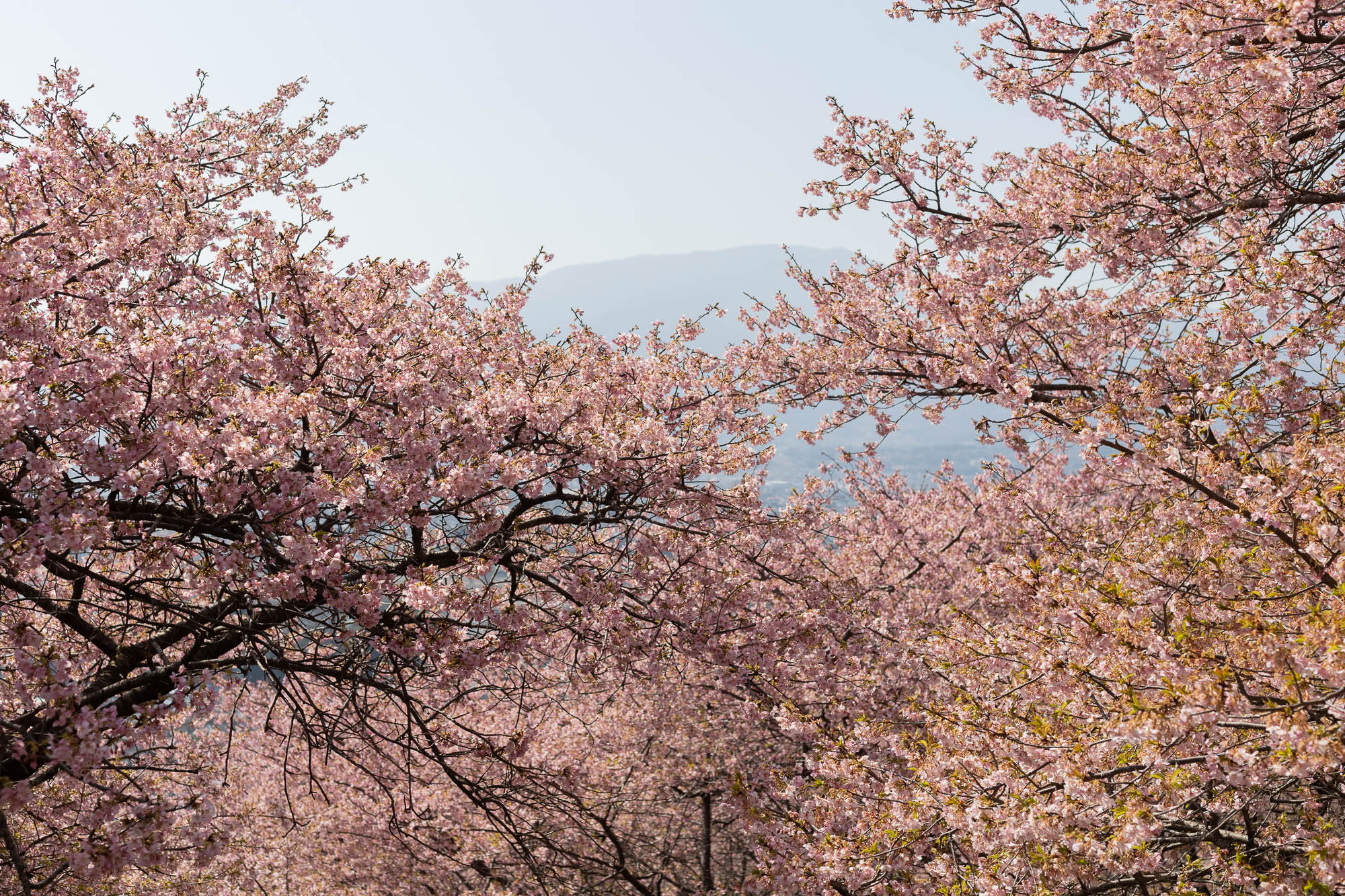 まつだ桜まつり 2026/2/15時点