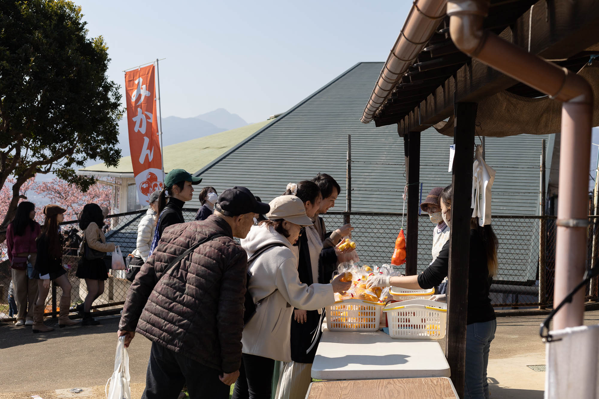 松田山で採れた、みかんの販売