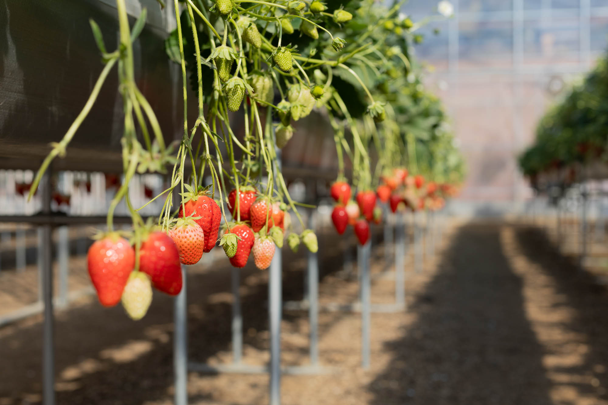 蓑毛ベリー園 神奈川県秦野市