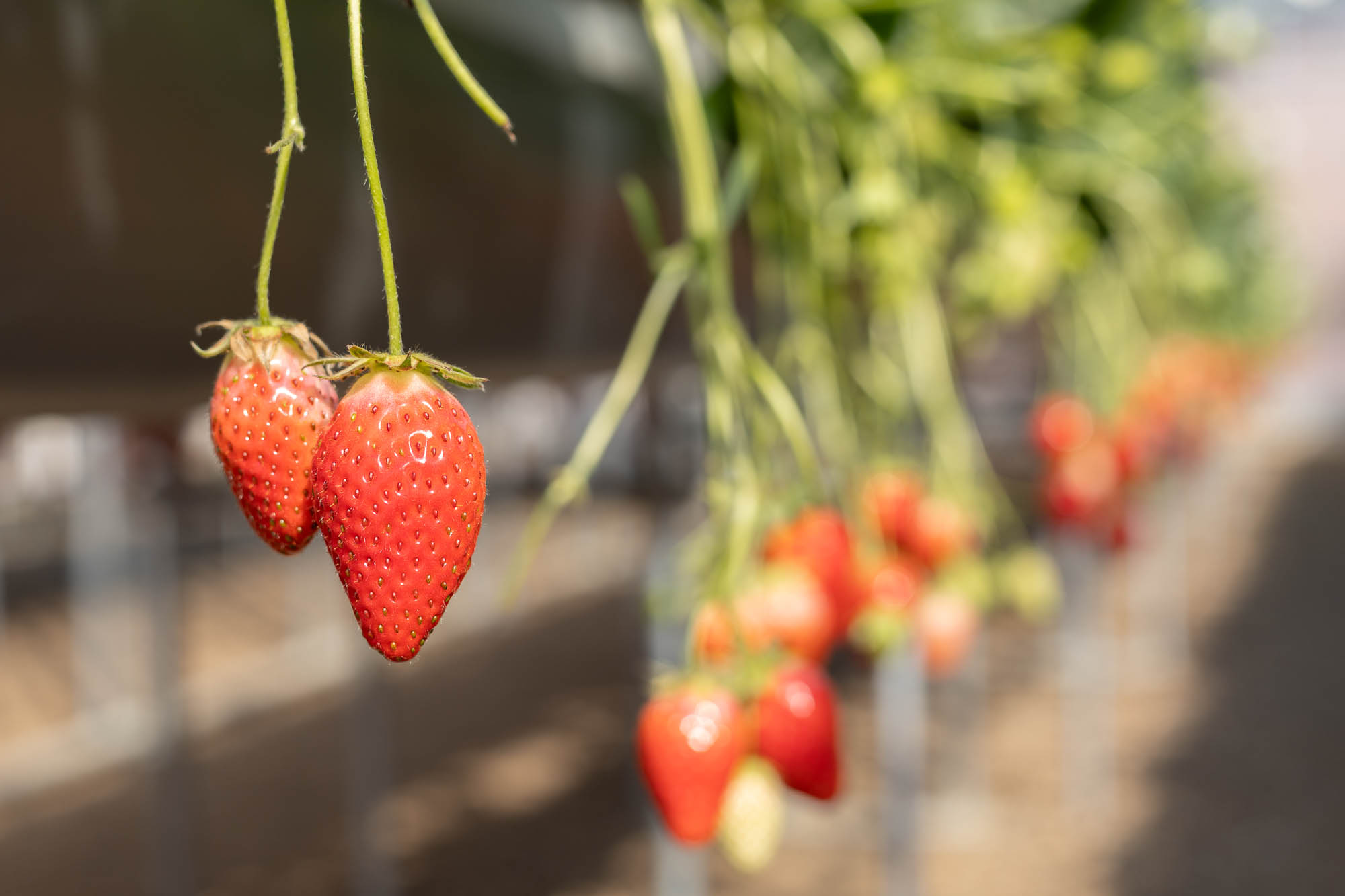食べごろなイチゴたち