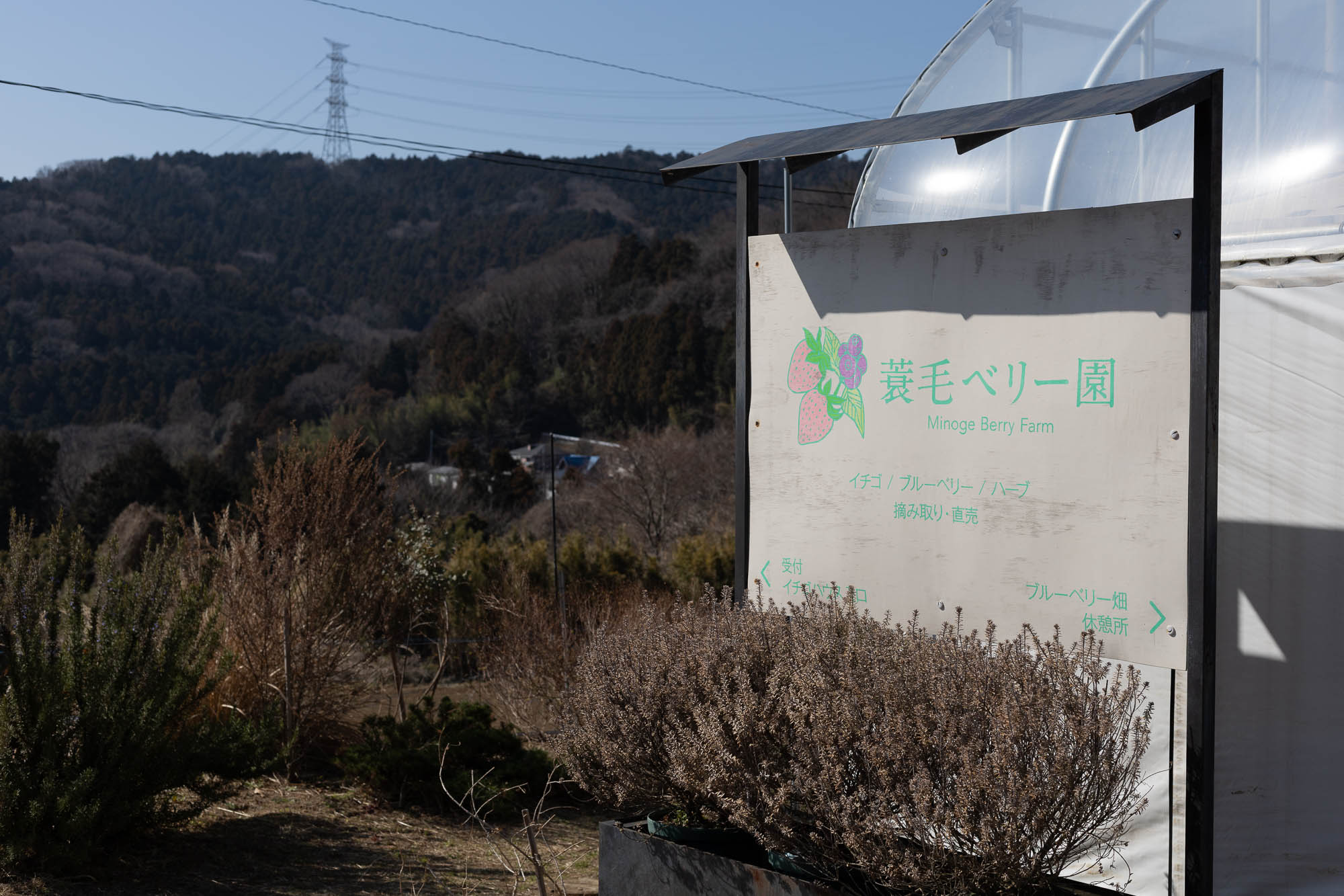 アーティスティックな蓑毛ベリー園
