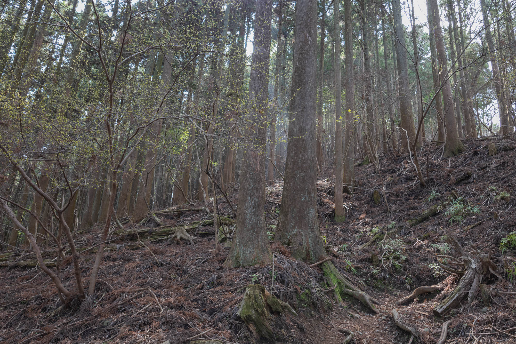 Muscle soreness is inevitable @Mt. Yagura.